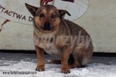 24.01.2014 ZGIERZ GMINA PIES 56216